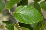 Cherry birch <BR>Sweet birch